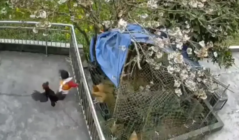 와.. 손주를 공격한 공격한 닭의 최후 ㄷㄷ