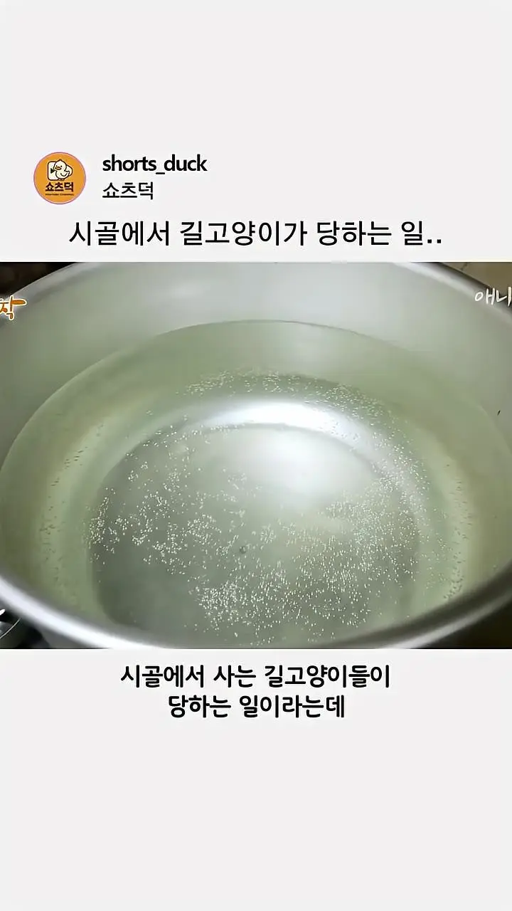 [충격] 시골 길고양이를 마을 사람들이...
